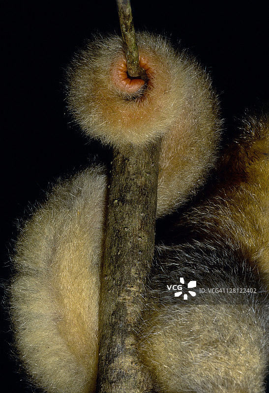 侏食蚁兽尾部特写，卡罗尼沼泽，特立尼达图片素材
