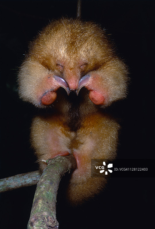 侏食蚁兽防御姿态，卡罗尼沼泽，特立尼达图片素材