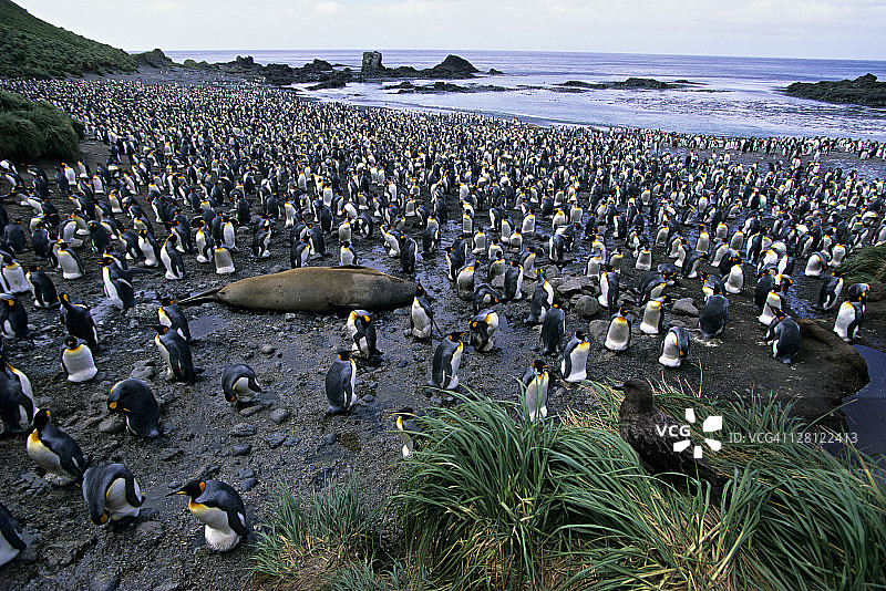 贼鸥观察帝企鹅群；澳大利亚麦夸里岛图片素材
