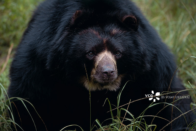 眼镜熊（Tremarctos ornatus），圈养；哥伦比亚拉普拉纳达自然保护区图片素材