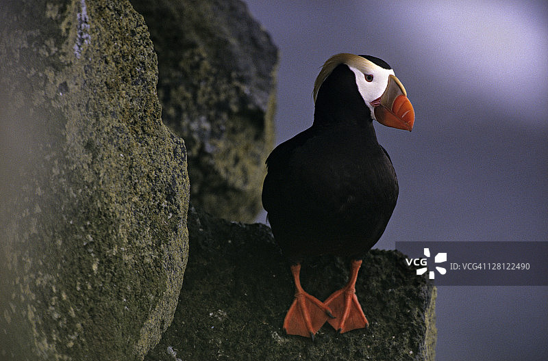 簇绒海鹦，卷羽海鹦。圣保罗岛，普里比洛夫群岛，阿拉斯加图片素材