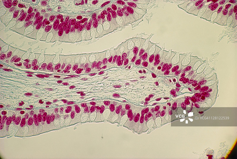 小肠绒毛柱状上皮细胞切片（200倍放大）图片素材