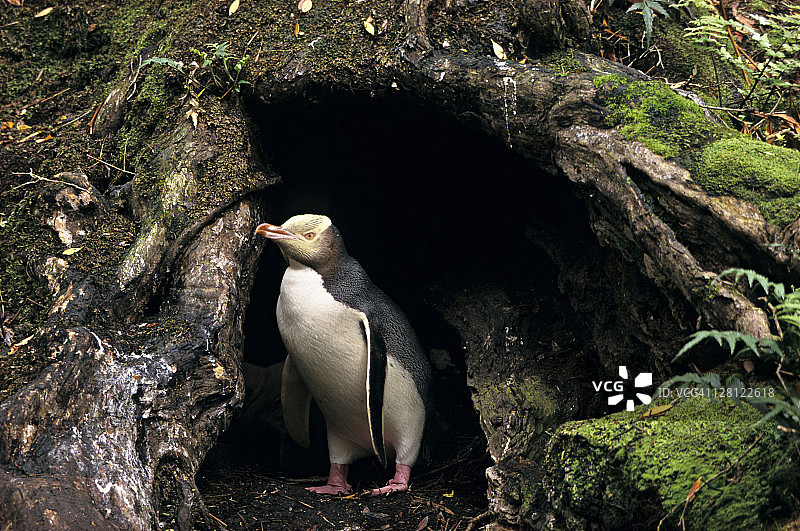 黄眼企鹅在拉塔森林的巢穴中，新西兰恩德比岛图片素材
