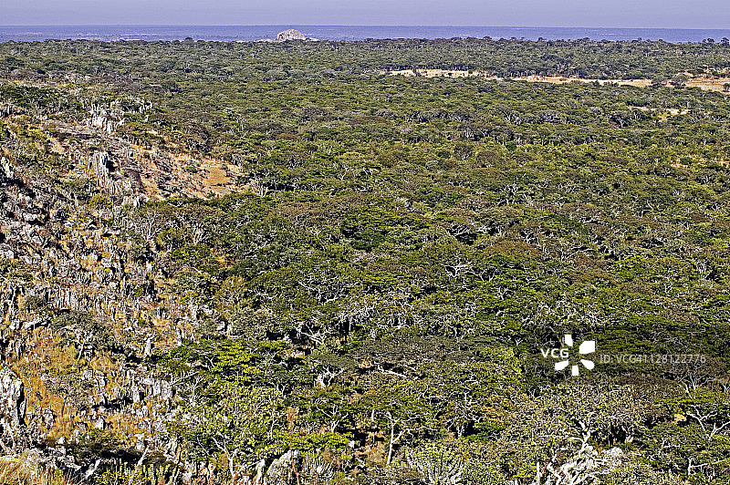 赞比亚东北部的Caesalpinioideae亚科树木Miombo林地，主要为Brachystegia、Julbernardia和Isoberlinia属图片素材
