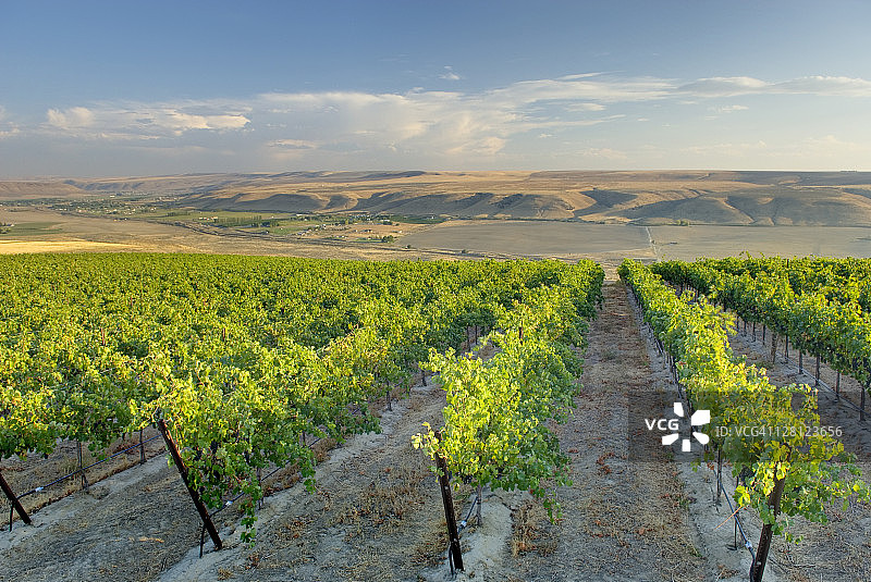 美国华盛顿州哥伦比亚谷鹅岭葡萄园景观图片素材