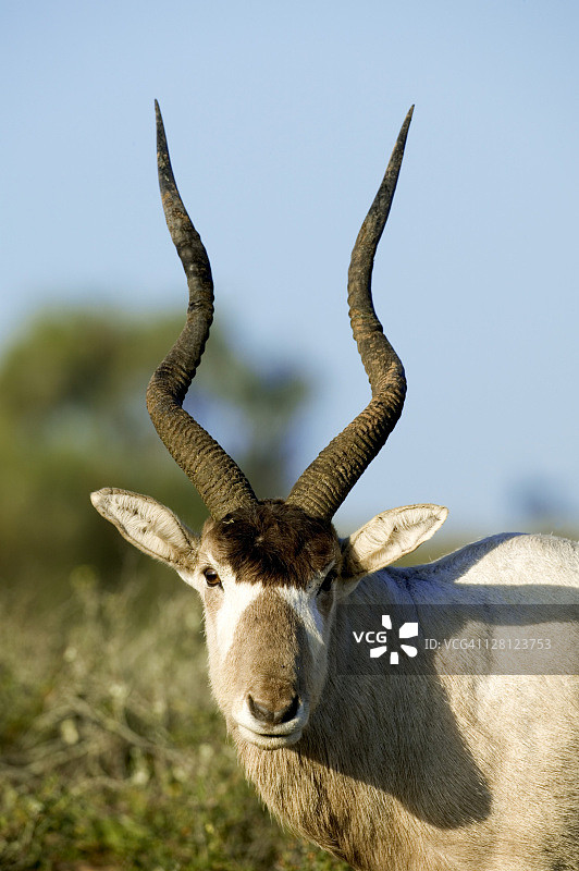 弯角羚（Addax nasomaculatus）正面图，苏斯-马萨国家公园，摩洛哥，北非图片素材