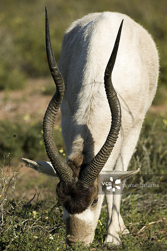 摩洛哥苏斯马萨国家公园弯角大羚羊图片素材