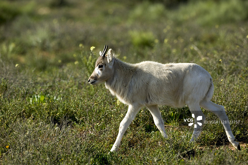 摩洛哥苏斯-马萨国家公园幼年弯角大羚羊图片素材