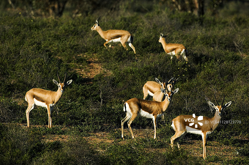 摩洛哥苏斯-马萨国家公园的德氏羚羊图片素材