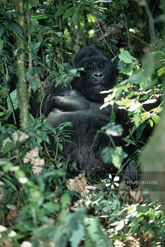 东部低地大猩猩（格劳尔氏大猩猩）银背雄性，非洲中部东部低地地区图片素材