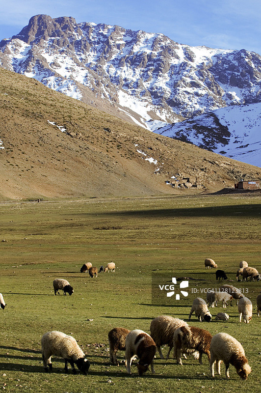摩洛哥乌凯梅登高阿特拉斯地区的绵羊图片素材