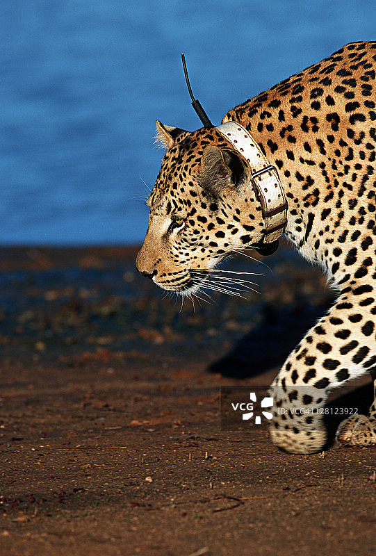 用于监测豹移动的研究项目无线电项圈图片素材