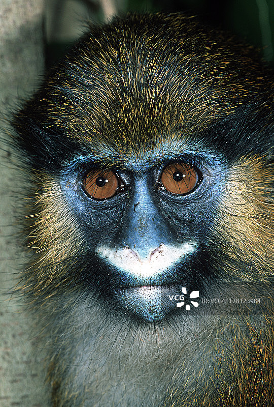 须弥猴，非洲加蓬热带雨林物种图片素材