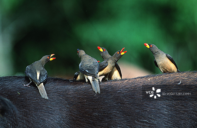 非洲旋蜜雀站在非洲森林水牛的背上，加蓬图片素材