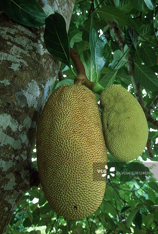 树上的面包果图片素材