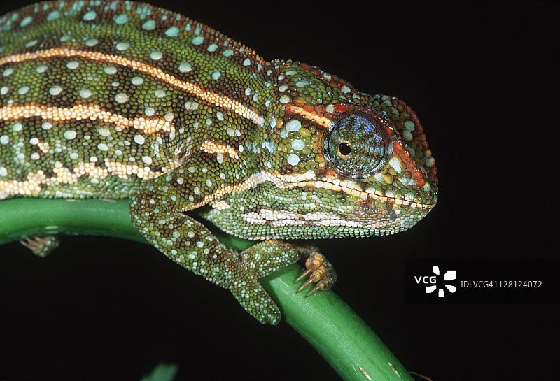 马达加斯加地毯变色龙图片素材