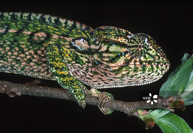 马达加斯加树枝上的地毯变色龙图片素材