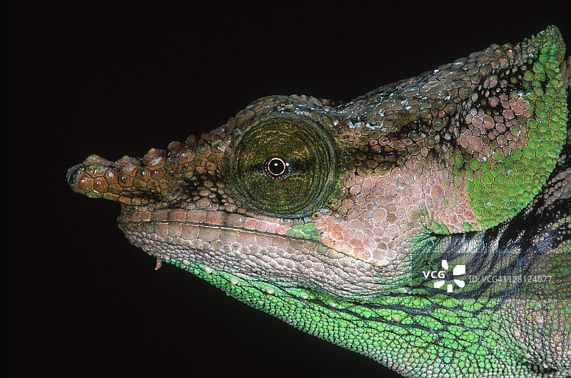 马达加斯加黄绿色变色龙图片素材