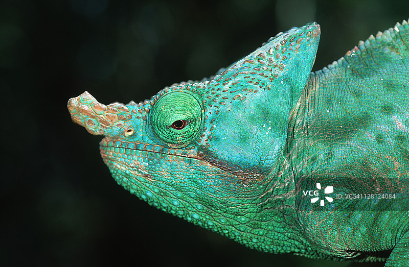 大叶变色龙（Calumma parsonii），马达加斯加图片素材