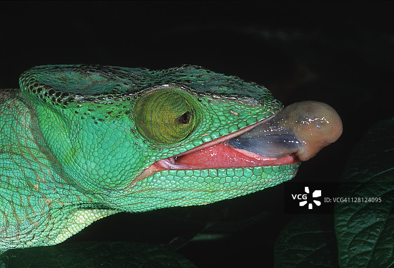帕森氏变色龙（Calumma parsonii）觅食，马达加斯加图片素材