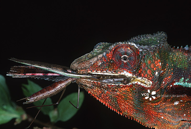 马达加斯加豹纹变色龙图片素材