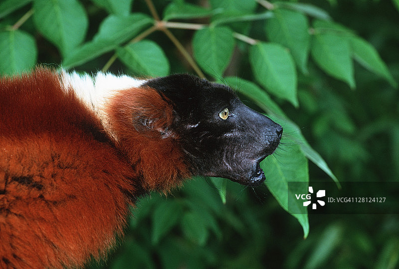 红色领狐猴，马达加斯加图片素材