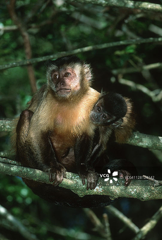 棕色卷尾猴母子（南美洲）图片素材