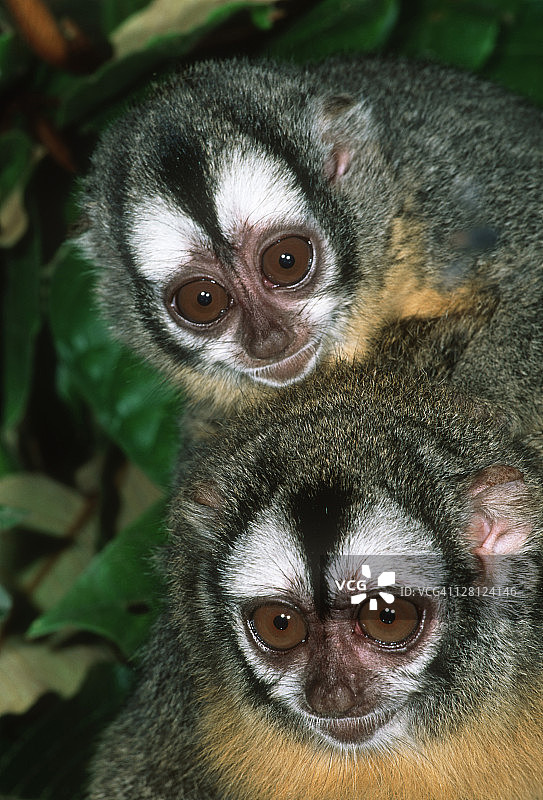 红颈夜猴，秘鲁，南美洲图片素材