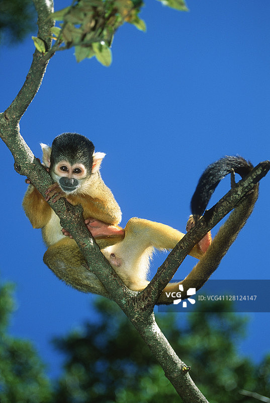 南美洲树枝上的松鼠猴图片素材