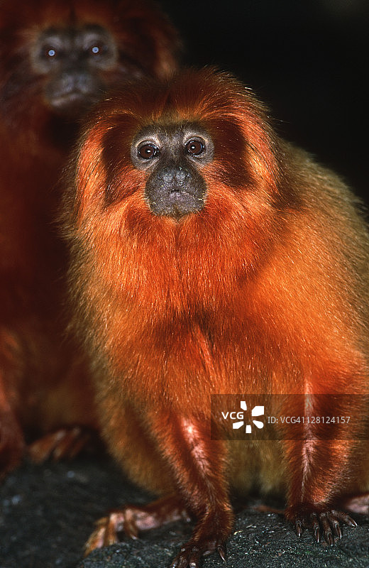 金狮狨（Leontopithecus rosalia），巴西图片素材
