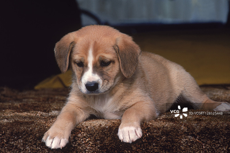 躺在地毯上的小狗图片素材