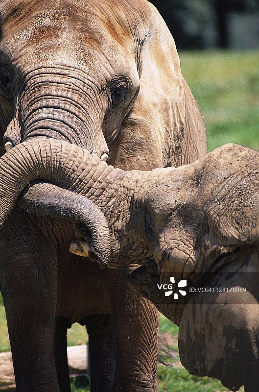 加州圣地亚哥野生动物园的大象图片素材