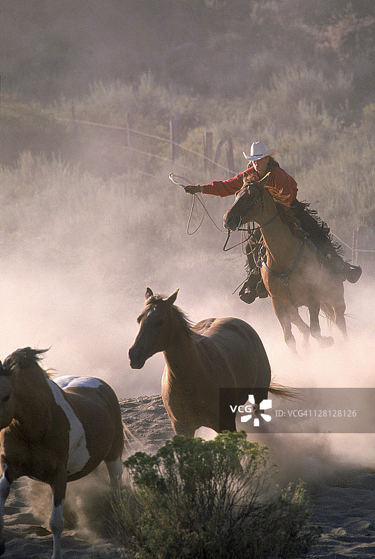 围捕马匹，地点：俄勒冈州罗克斯普林斯牧场图片素材