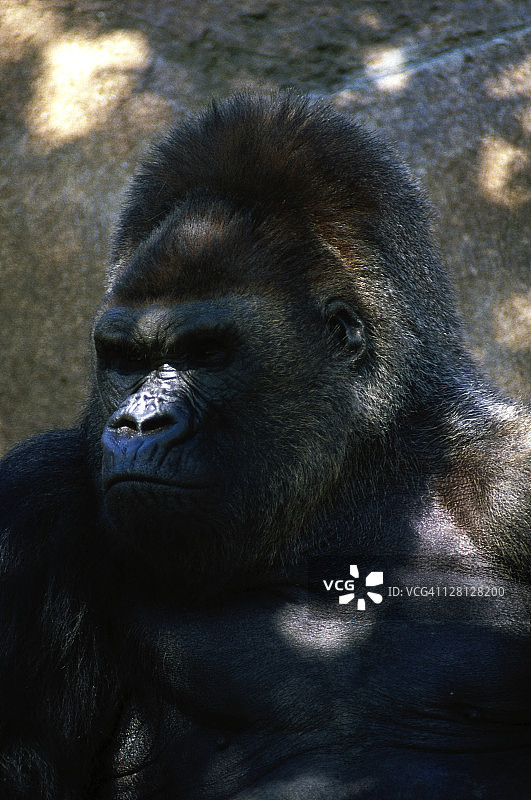 加利福尼亚州圣地亚哥野生动物园的大猩猩图片素材