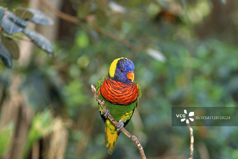 加州圣地亚哥野生动物园的鹦鹉图片素材