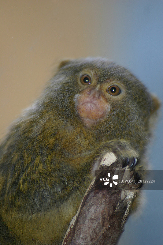 一只脾气暴躁的狨猴图片素材
