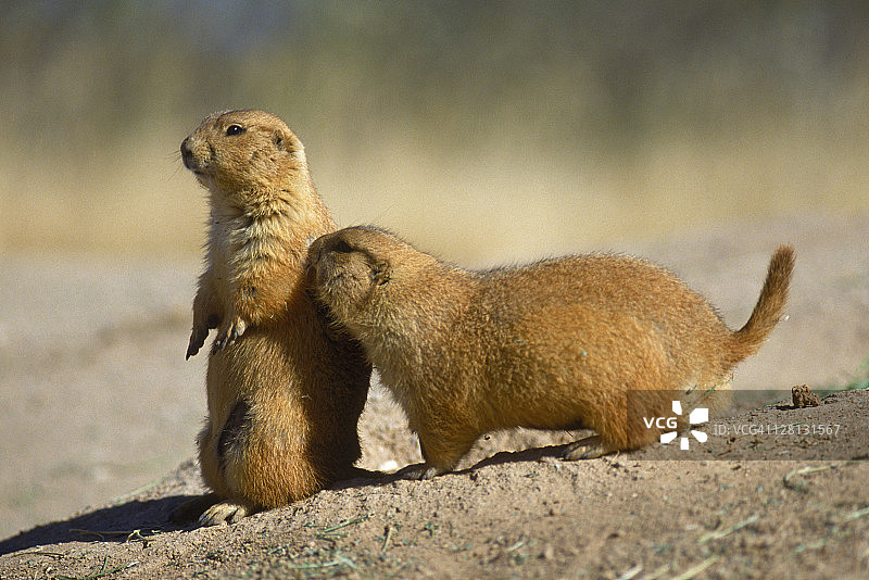 黑尾草原犬鼠图片素材
