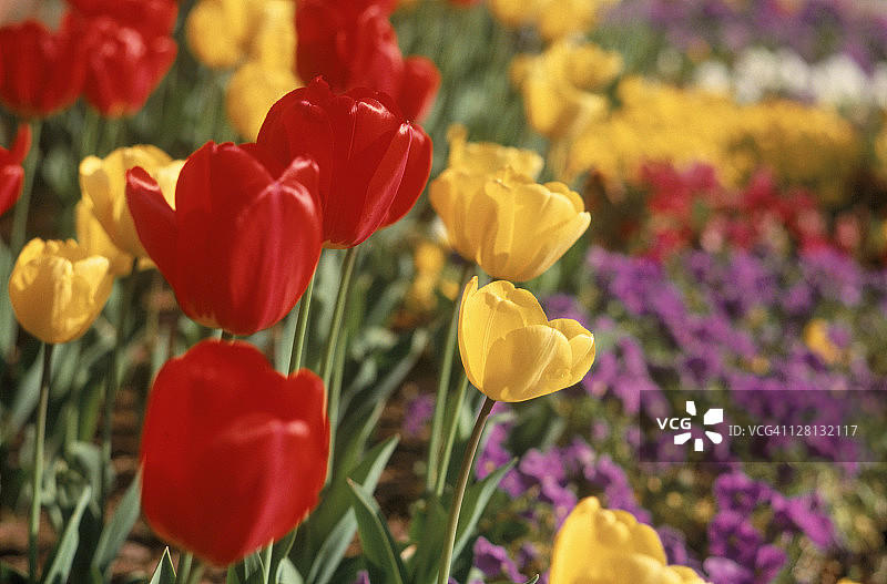 红色和黄色的郁金香图片素材