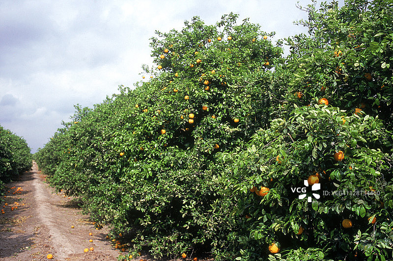 德克萨斯州，橘子园图片素材