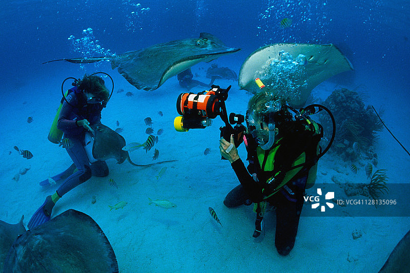 UNDER014 黄貂鱼城潜水员，南方黄貂鱼图片素材