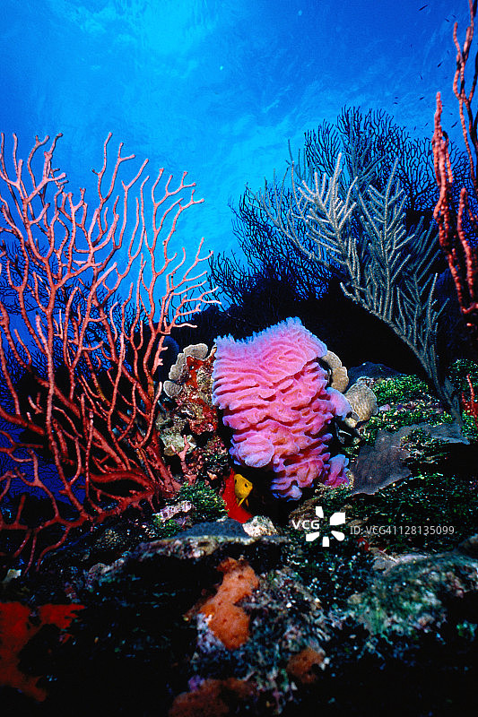 UNDER040 洪都拉斯的蓝色花瓶海绵和珊瑚礁图片素材