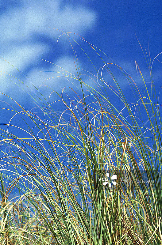 佛罗里达群岛的沙丘草图片素材