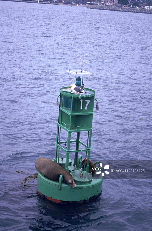 圣地亚哥港口浮标上的海狮图片素材