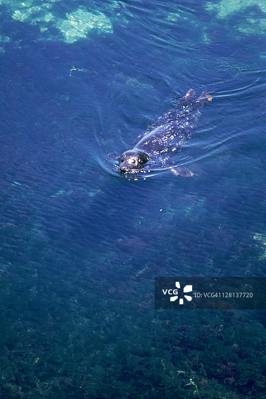 加利福尼亚州蒙特雷港海豹图片素材