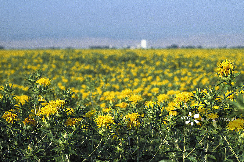 加利福尼亚红花田图片素材