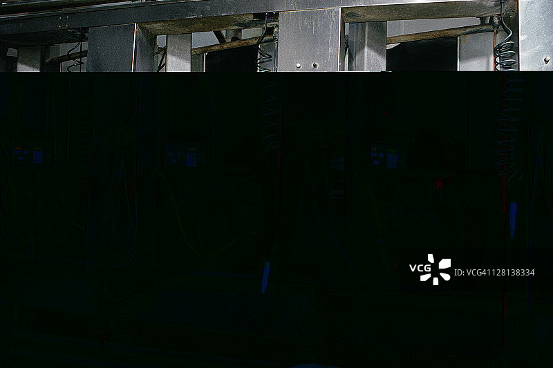 连接到挤奶机的奶牛，美国密歇根州埃尔西图片素材