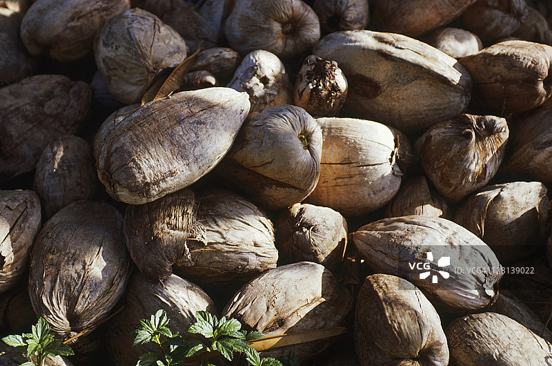 椰子，夏威夷图片素材