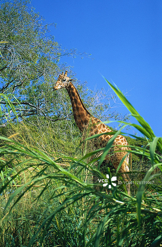 长颈鹿，非洲稀树草原，檀香山动物园，夏威夷州图片素材