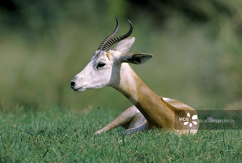 檀香山动物园里的瞪羚，夏威夷图片素材