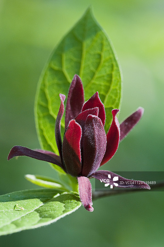 卡罗来纳州大雾山国家公园图片素材